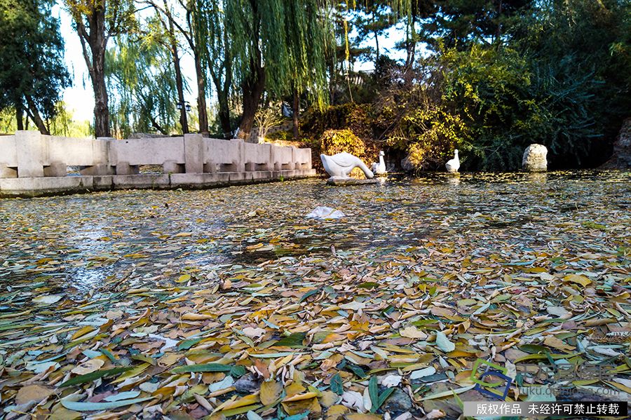 2019年11月17日下午大风袭京城，气温骤降。2019年11月18日陶然亭公园的湖水已经结冰了。时永平摄 千龙网发