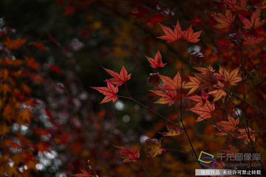 2019年11月21日 ，冬日里的中山公园别具风情。赵熔摄 千龙网发