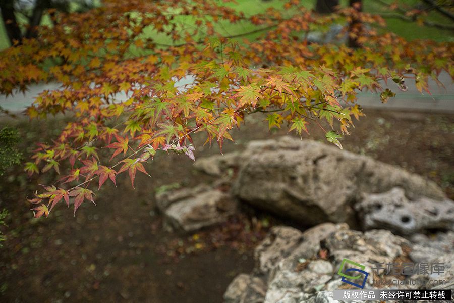 2019年11月21日 ，冬日里的中山公园别具风情。赵熔摄 千龙网发