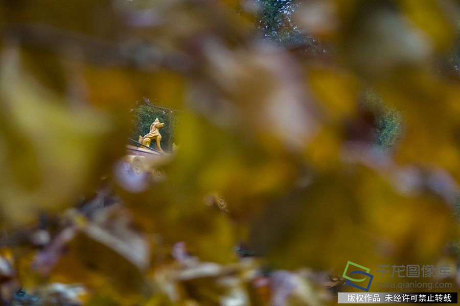 2019年11月21日 ，冬日里的中山公园别具风情。赵熔摄 千龙网发