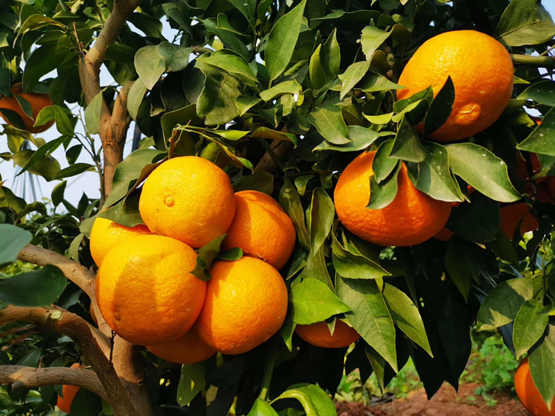 微信图片_20191127172155_副本