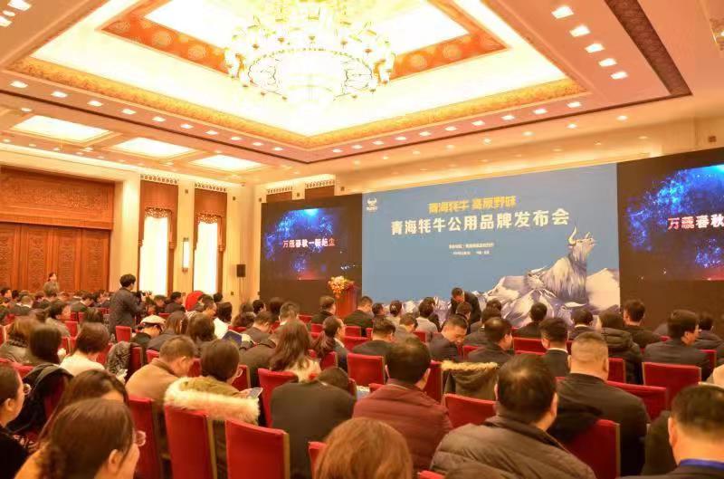 青海牦牛公用品牌发布会 千龙网发