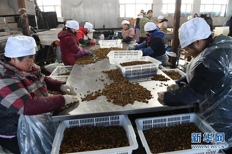 (新春走基层·脱贫一线见闻·图文互动)(3)大兴安岭南麓的期盼与回响——黑龙江省克东县脱贫攻坚见闻