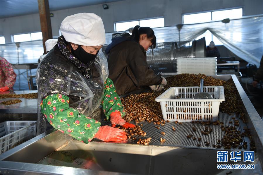 (新春走基层·脱贫一线见闻·图文互动)(4)大兴安岭南麓的期盼与回响——黑龙江省克东县脱贫攻坚见闻