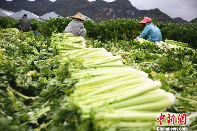 西芹地里，人们在忙着收割。朱柳融 摄