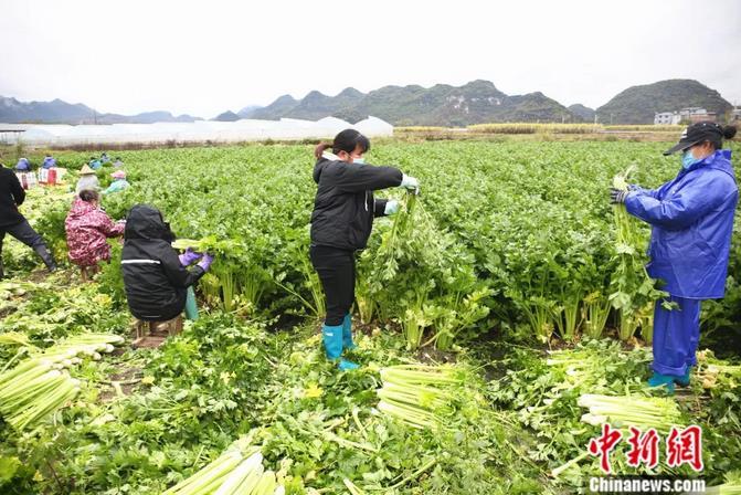 帮忙收菜的，大部分都是家里人。王以照 摄