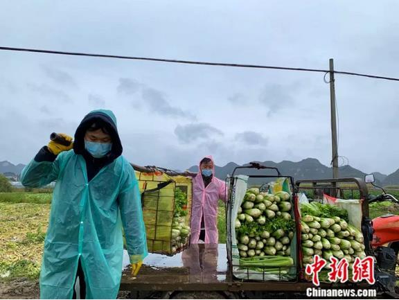 帮忙收菜的，大部分都是家里人。王以照 摄