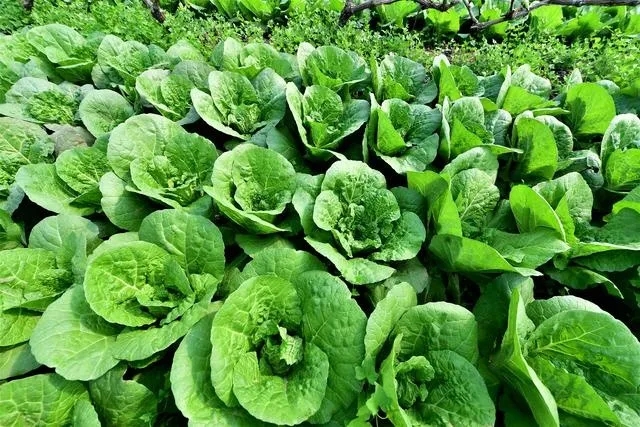 4862e61b79dac0f65438756bf1458a5e_640_wx_fmt=jpeg&tp=webp&wxfrom=5&wx_lazy=1&wx_co=1