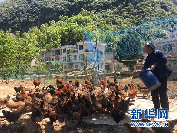 （决战决胜脱贫攻坚图文互动）（1）贵州一个极贫乡镇的产业变迁