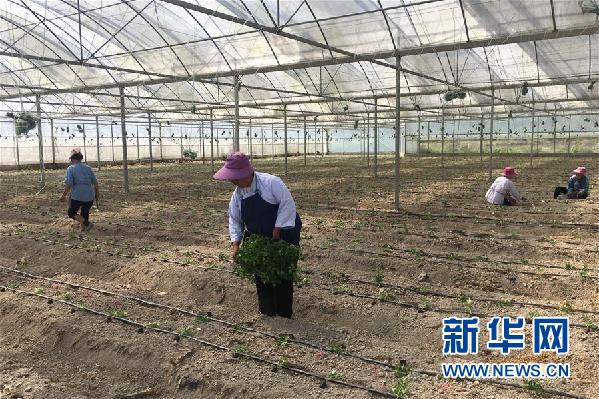 （决战决胜脱贫攻坚图文互动）（2）贵州一个极贫乡镇的产业变迁