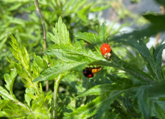 “虫虫特工队”助力京郊艾草产业绿色生态发展