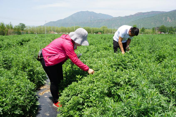 技术人员采集瓢虫