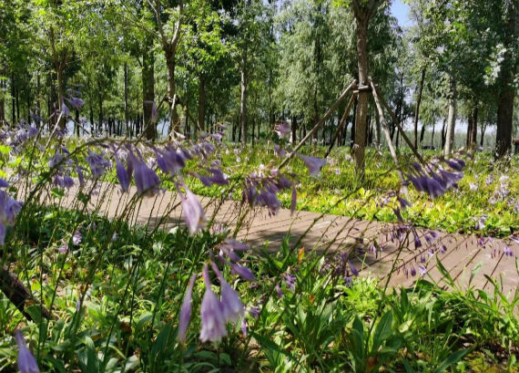 汇聚稻香小镇 看无人机如何守护稻田