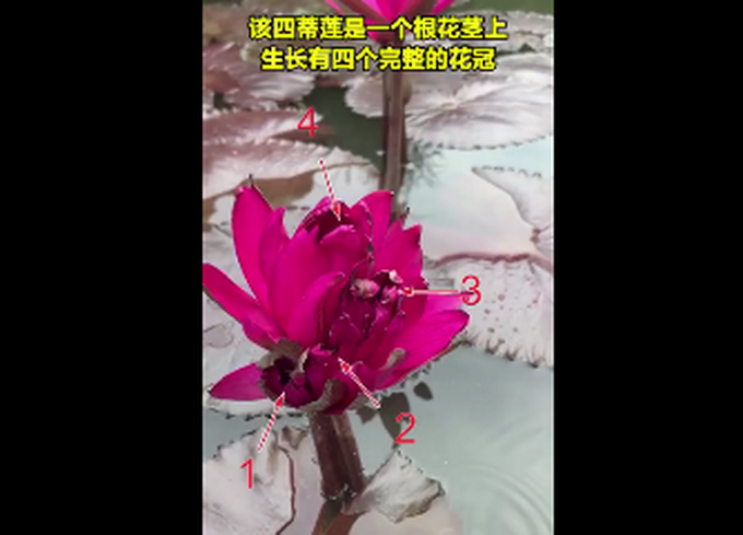 惊艳了!广州莲花山首次发现四蒂莲 并蒂莲、三蒂莲、七蒂莲,这个景区绝了!