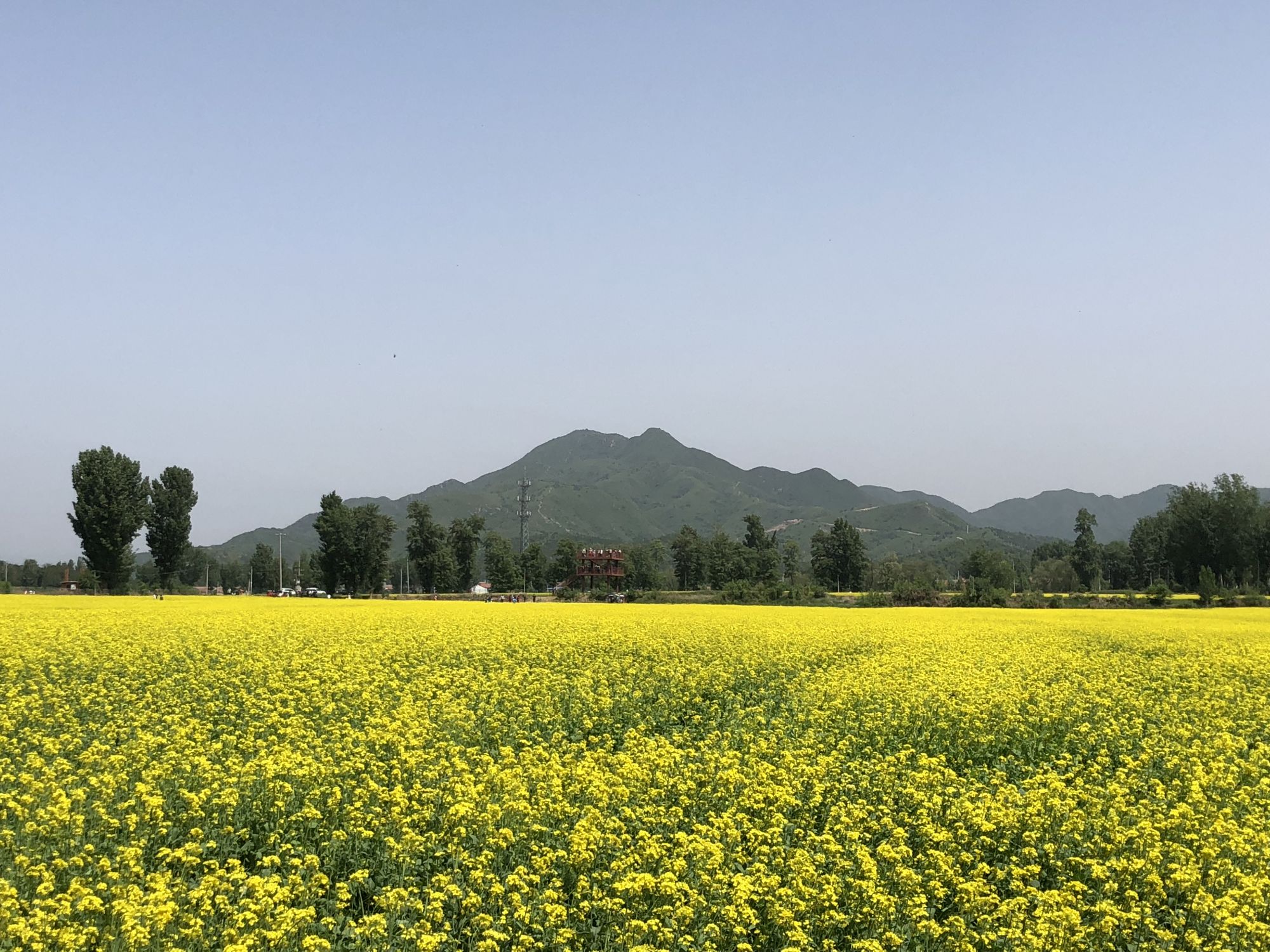 盛开的油菜花与浅山相映成景。 张璐 摄