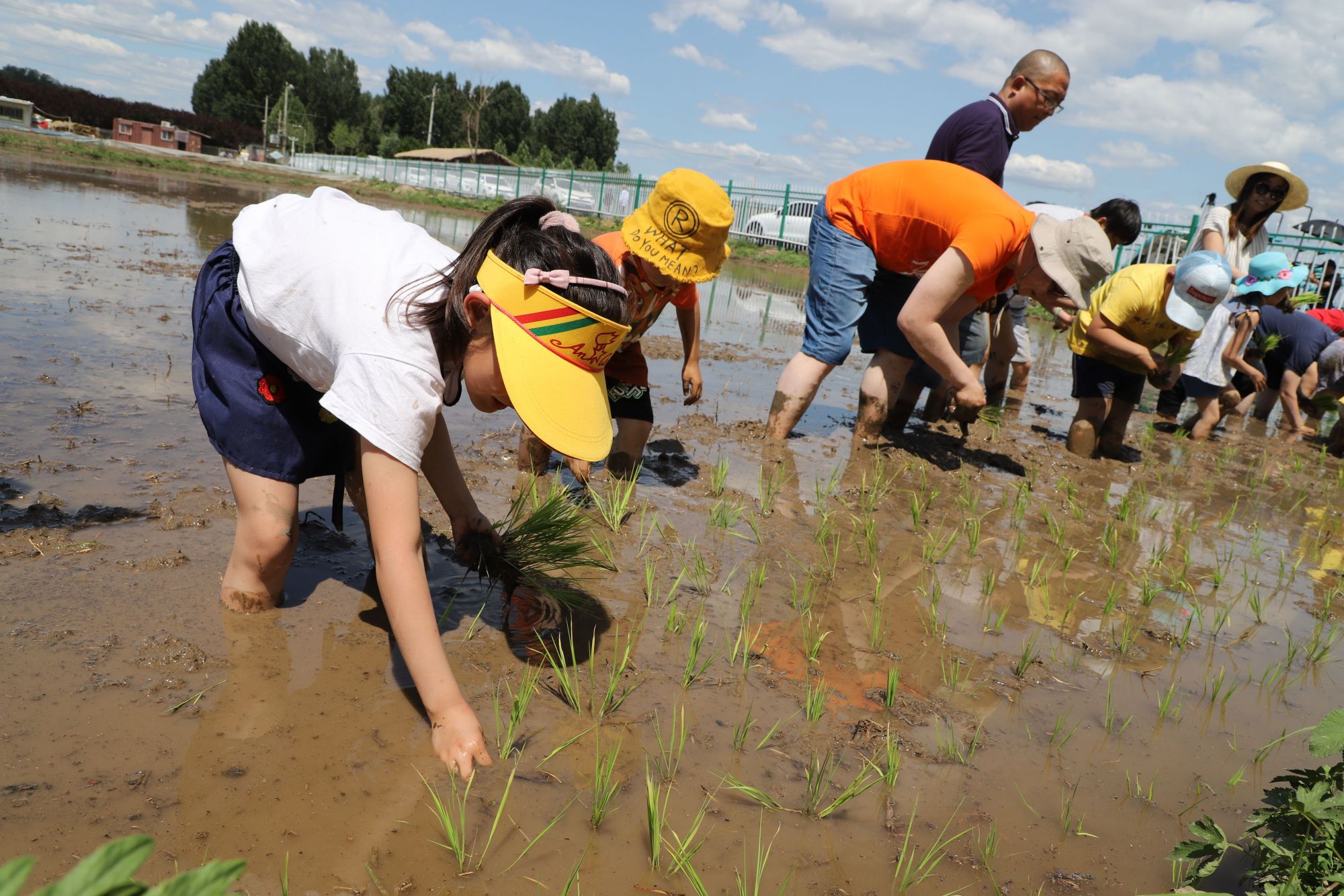 市民来到前鲁各庄村体验插秧。王琳琳 摄