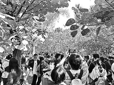 为期一个月的北京香山红叶观赏期已经开启，昨天（10月24日），香山赏红再次迎来高峰日。北京青年报记者在现场了解到，24日上午，香山公园售出门票近2万张，下午售票量与上午基本持平，游览指数显示为“游客较多”。