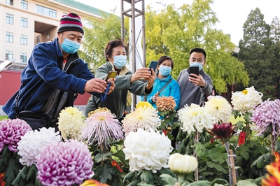 10月24日，北海公园，游客纷纷拿起手机拍摄菊花盆景。新京报记者 李凯祥 摄