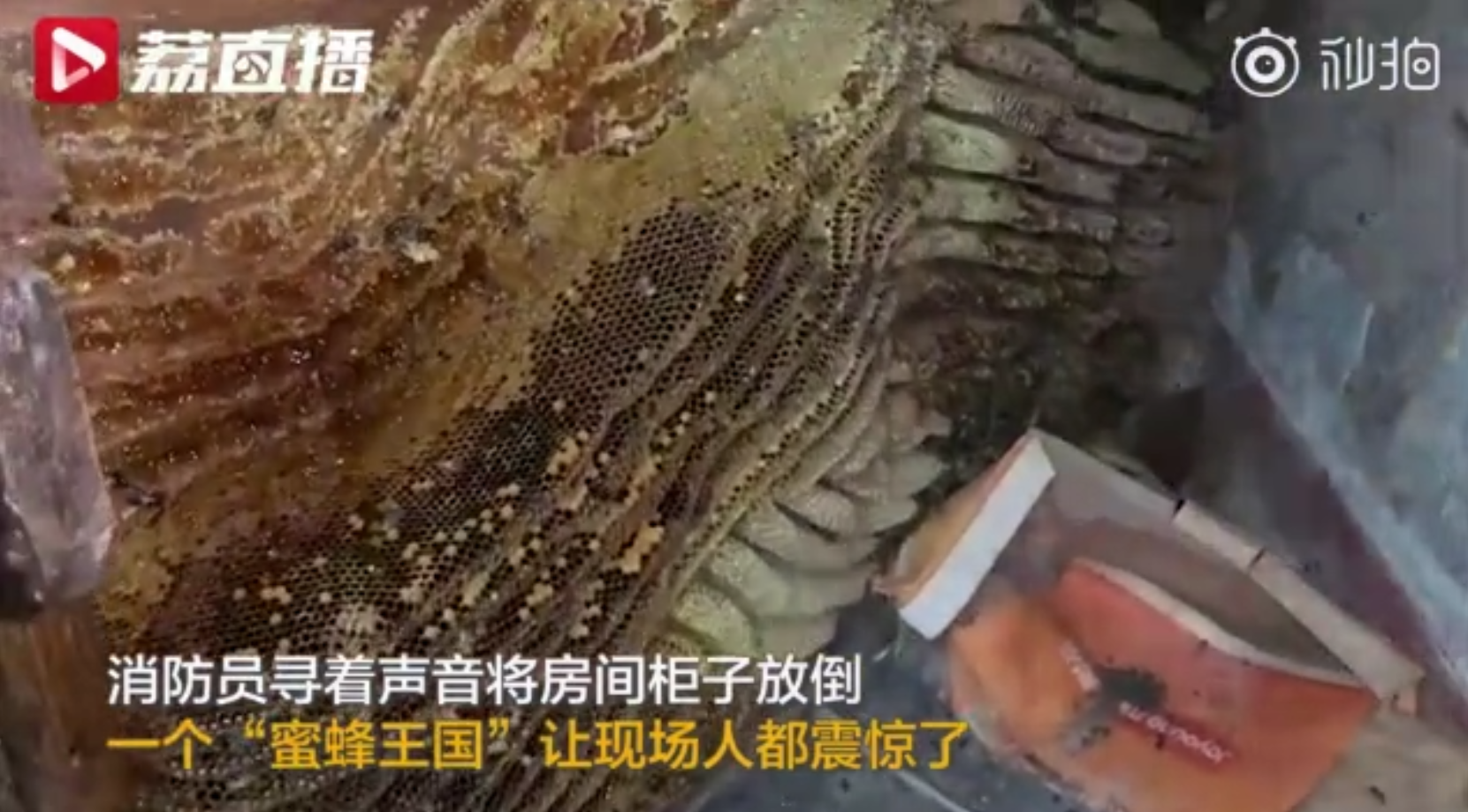 老房子空置20年蜜蜂筑巢-WordPress极简博客