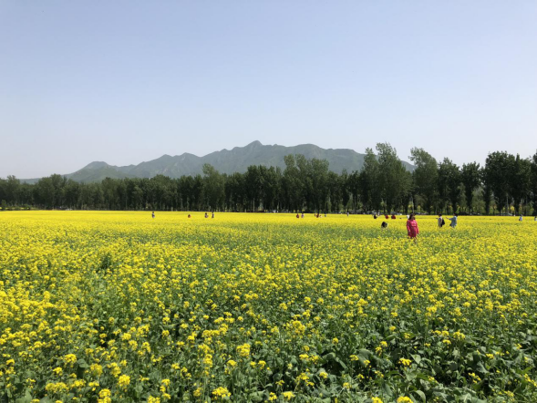 浅山与油菜花相映成景，美不胜收