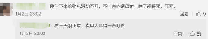母猪生18只崽主人陪产3天不敢离