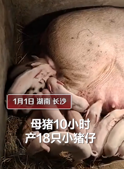 母猪生18只崽主人陪产3天不敢离