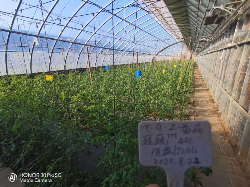 走进温室，番茄正值花期。棚内交错悬挂着蓝、黄色防虫板，授粉用的蜂箱放置在温室最中央，忙碌的熊蜂从蜂箱鱼贯而出，在番茄的花丛间飞来飞去。这些熊蜂可不是为了酿蜜,而是专门为番茄花授粉。基地负责人杨洋说，有了熊蜂来帮助授粉，番茄的畸形果不见了，番茄“颜值”更高、口感更好，效益提高不少。据植保站技术人员介绍，熊蜂对杀虫剂非常敏感，它既是专业授粉工又是安全监督员，番茄农药残留高不高，看看它们就知道。