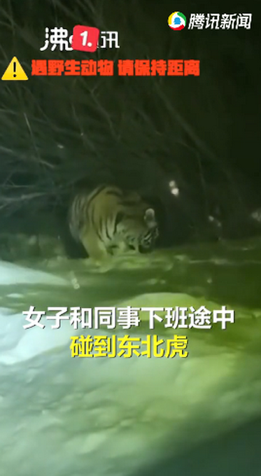 “你愁啥”吉林女子下班途中偶遇野生东北虎,对视几秒后直呼害怕