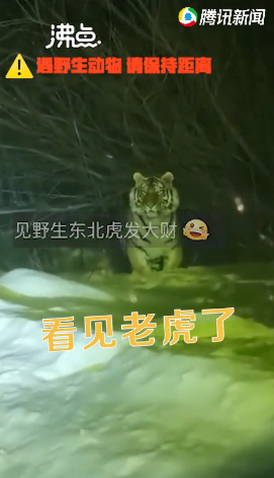 “你愁啥”吉林女子下班途中偶遇野生东北虎,对视几秒后直呼害怕