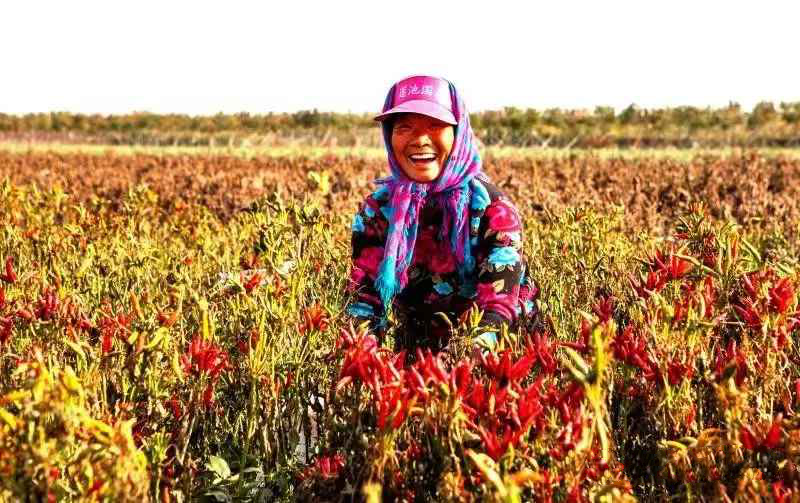 第十六届全国辣椒产业大会将在河北望都召开（最新发布）