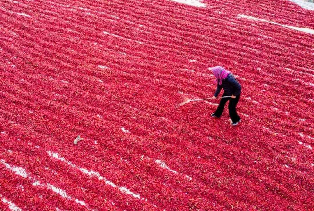 第十六届全国辣椒产业大会将在河北望都召开（最新发布）