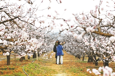 “春日赏花，夏日摘杏”。近期，随着数千亩杏林迎来花季，素有北京“杏花村”美誉的延庆区新庄堡村变得生机盎然。北京青年报记者了解到，新庄堡村所在的香营乡，杏花分布面积广、花期长、品种多，每年都能吸引众多游客前来赏花。4月12日，当地还召开了“‘杏’好遇见你 花开新时代”香营乡杏花节启动式。