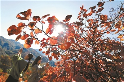 2020年清水镇西达摩村红叶节期间，游客在漫山遍野的红叶中拍照留念。摄影/本报记者 杨益
