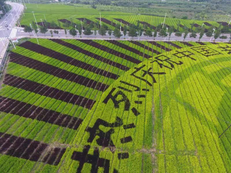 “今年以庆祝中国共产党成立100周年为主题勾画出的大田景观，一方面可以成为乡村旅游新的增长点，一方面还能助推乡村集体经济发展，一举多得。”宝山镇负责人说。
