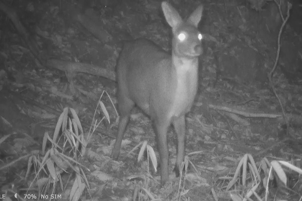 2021年8月25日拍摄到的林麝母子影像。昌宁县融媒体中心供图