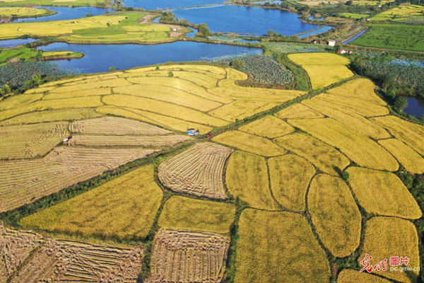 【网络中国节&middot;中秋】中秋时节话丰收