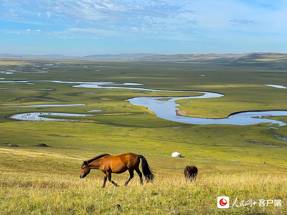 草原骏马。人民网记者董丝雨 摄 草原骏马。人民网记者董丝雨 摄