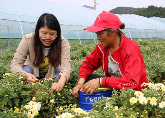 延庆区四海镇前山村：好土种好菊 好菊制好茶