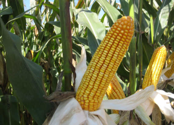 玉米秋收 北京市农业技术推广部门告诉你这样做