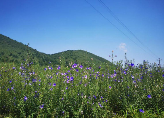 北京市农业技术推广站建议：中药材秋季种植的注意事项