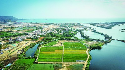 海水生稻谷