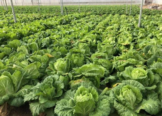 北京市农业技术推广站提示：防范本次寒潮降温  做好蔬菜生产管理
