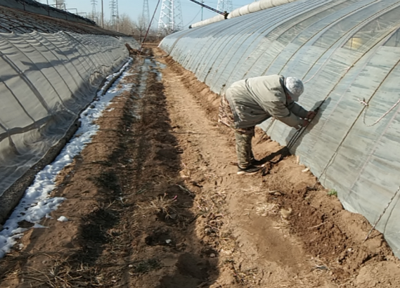 北京地区冬季蔬菜稳产保供技术指导意见