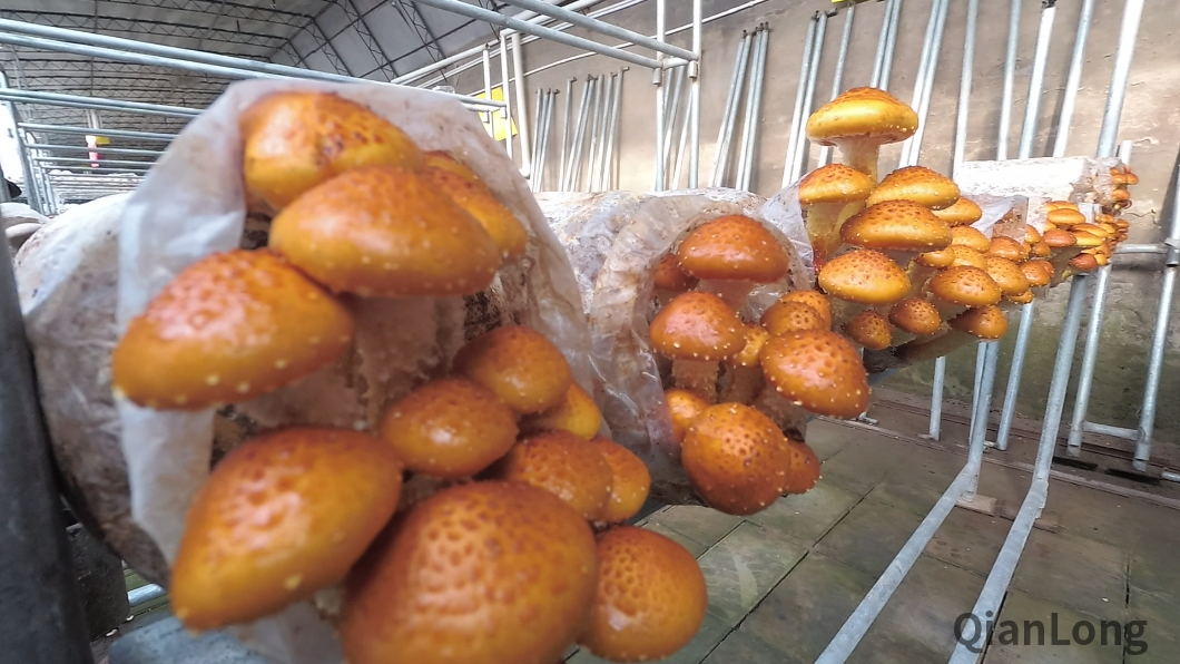 微信图片_20211217085908