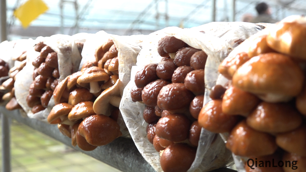 微信图片_20211217090040