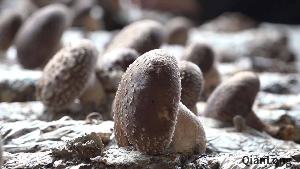 微信图片_20211217090109