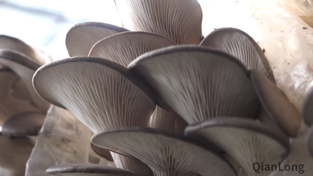 微信图片_20211217090054