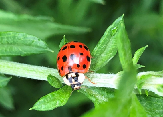 北京市“益虫打工”技术守则公布