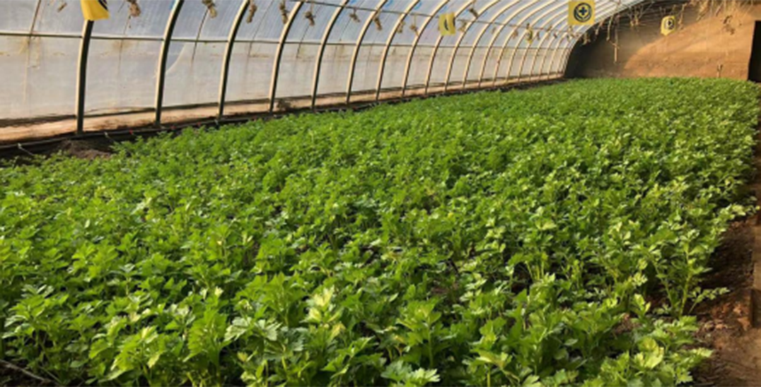 北京农技专家支招：稳住“菜篮子” 冬季做好这几步！