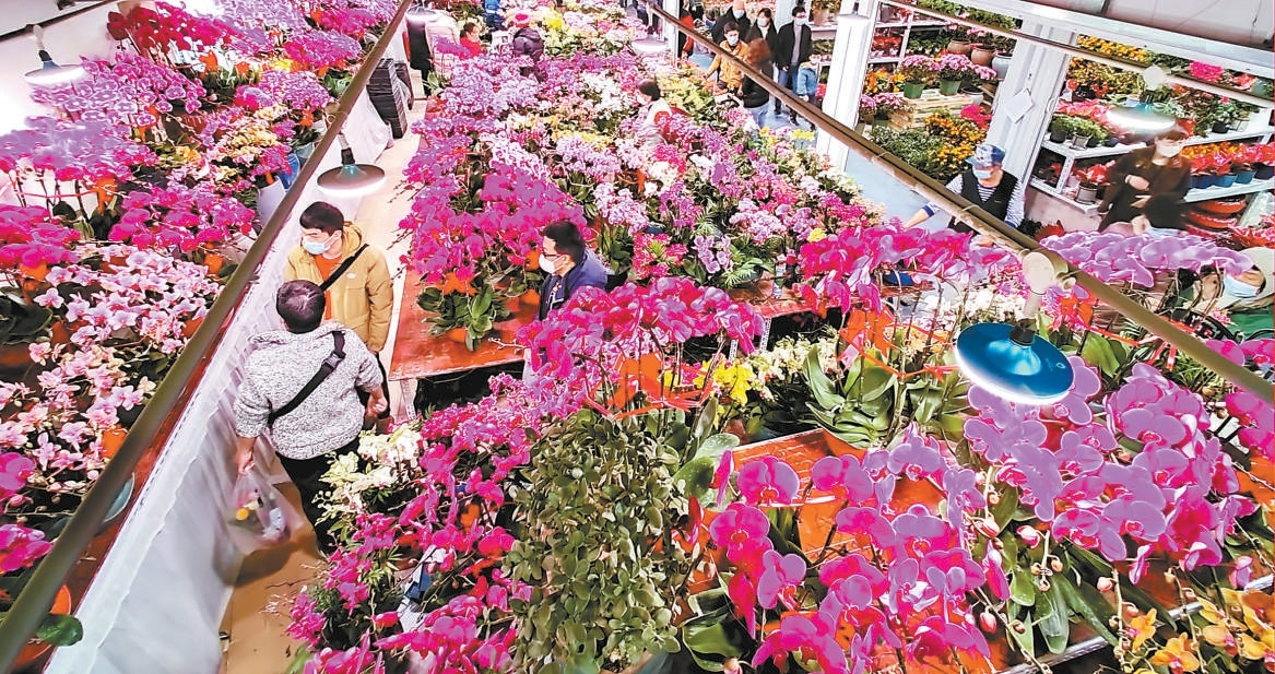 春节临近，年宵花热销。记者走访发现，线下花卉市场和线上生鲜平台均已上架年宵花，受到消费者欢迎。图为顾客们在黄土岗花卉市场选购心仪的年宵花。
